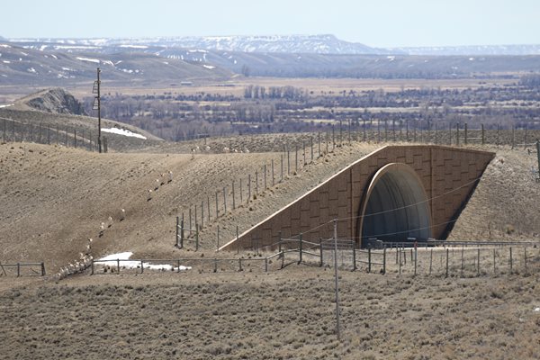 A cluster of small white animals walks across a grassy wildlife overpass
